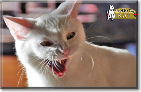 Kat, the Cat of the Day Kat, the Cat of the Day