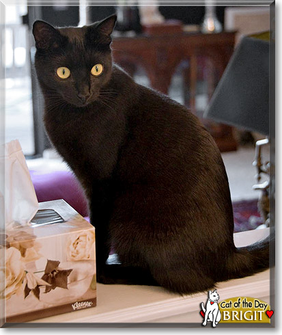 Brigit, the Cat of the Day Brigit, the Cat of the Day