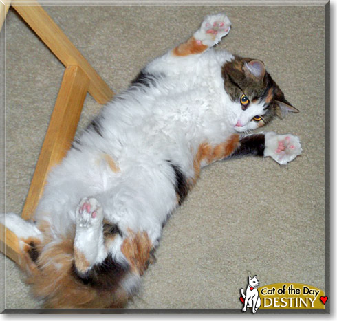 Destiny, the Cat of the Day