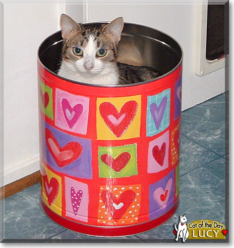 Lucy, the Cat of the Day Lucy, the Cat of the Day
