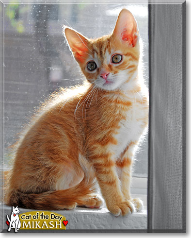 Mikash, the Cat of the Day