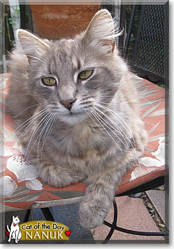 Nanuk, the Cat of the Day