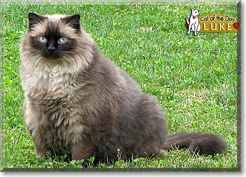 Luke, the Cat of the Day
