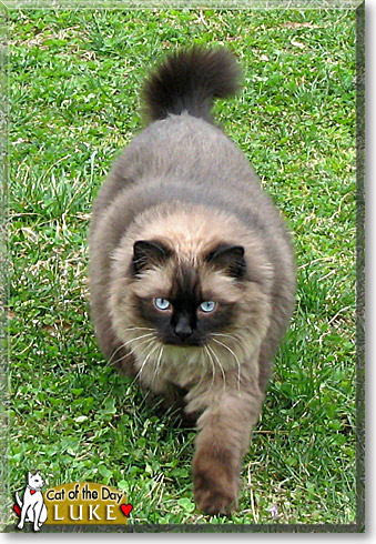 Luke, the Cat of the Day