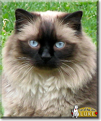 Luke, the Cat of the Day