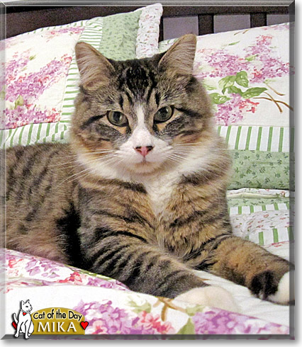 Mika, the Cat of the Day