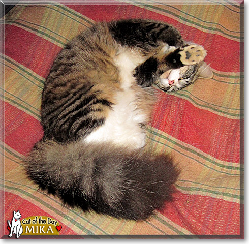 Mika, the Cat of the Day Mika, the Cat of the Day
