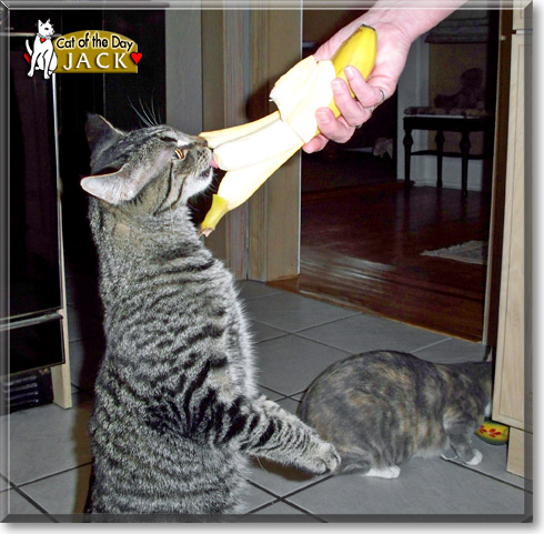 Captain Jack, the Cat of the Day