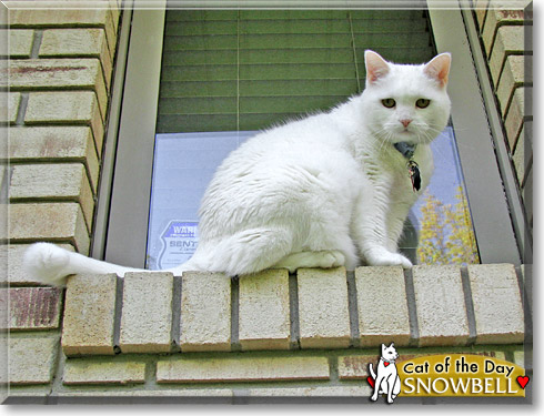 Snowbell, the Cat of the Day