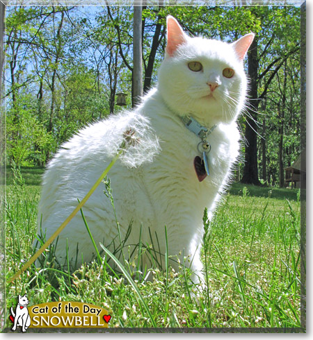 Snowbell, the Cat of the Day
