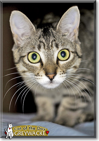Greywacke, the Cat of the Day