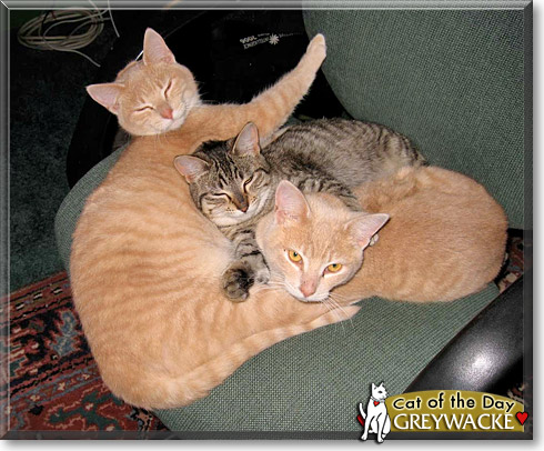 Greywacke, the Cat of the Day Greywacke, the Cat of the Day
