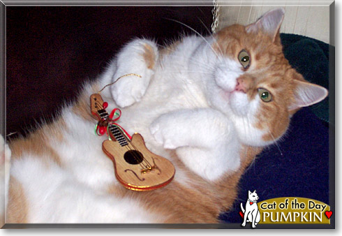 Pumpkin, the Cat of the Day Pumpkin, the Cat of the Day