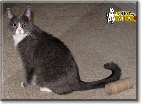 Mia, the Cat of the Day