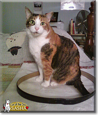 Sasha, the Cat of the Day