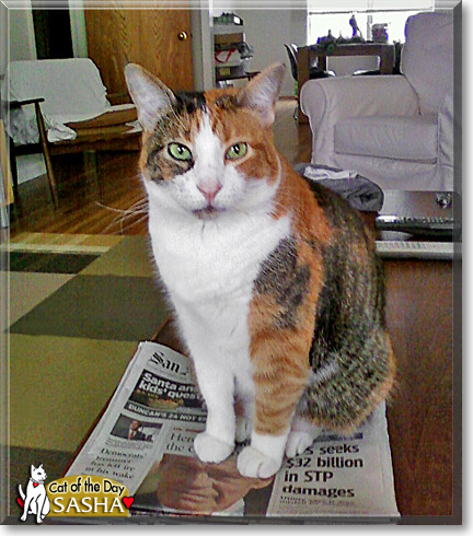 Sasha, the Cat of the Day