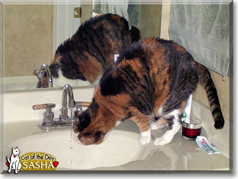 Sasha, the Cat of the Day
