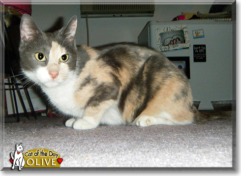 Olive, the Cat of the Day