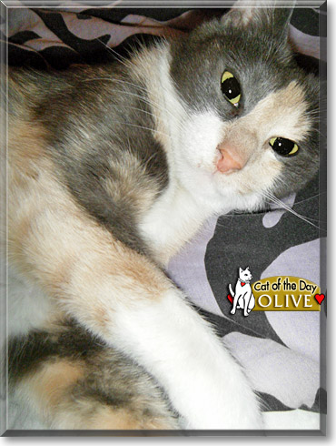 Olive, the Cat of the Day