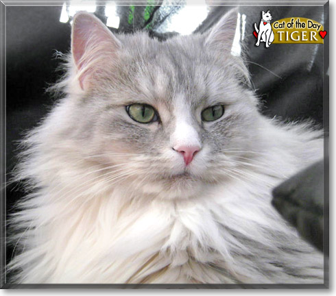 Tiger, the Cat of the Day