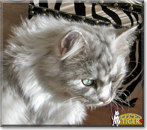 Tiger, the Cat of the Day