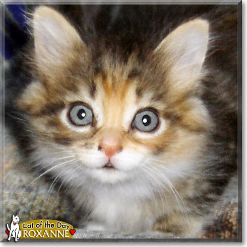 Roxanne, the Cat of the Day
