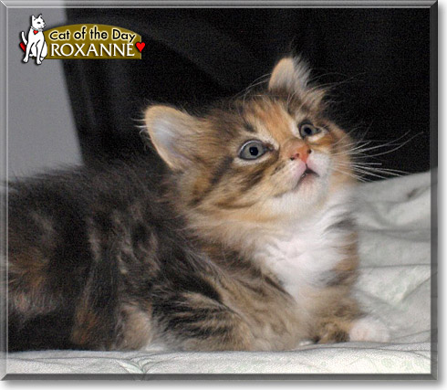 Roxanne, the Cat of the Day