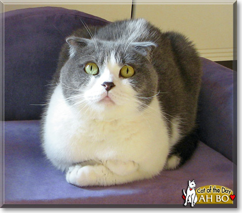 Ah Bo, the Cat of the Day