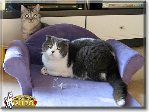 Ah Bo, the Cat of the Day Ah Bo, the Cat of the Day