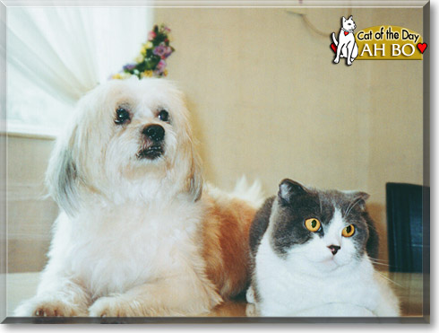 Ah Bo, the Cat of the Day Ah Bo, the Cat of the Day