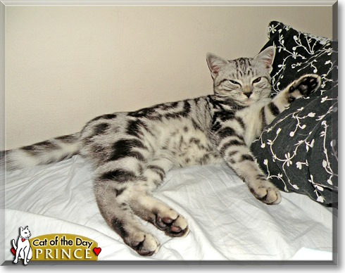 Prince, the Cat of the Day