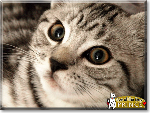 Prince, the Cat of the Day