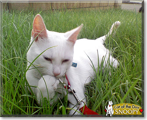 Snoopy, the Cat of the Day