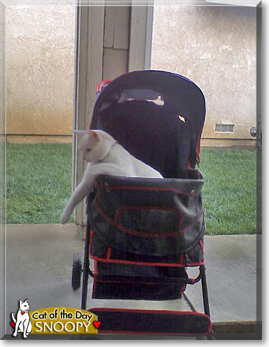 Snoopy, the Cat of the Day
