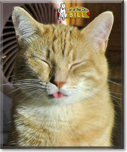 Bill, the Cat of the Day