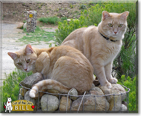 Bill, the Cat of the Day Bill, the Cat of the Day