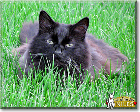 Niles, the Cat of the Day