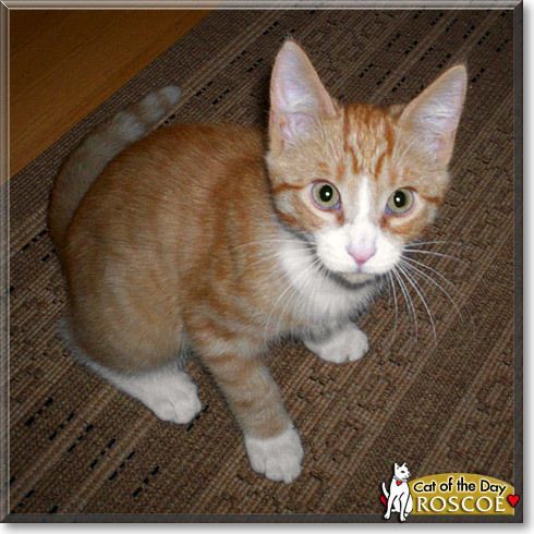 Roscoe, the Cat of the Day