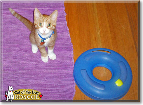 Roscoe, the Cat of the Day Roscoe, the Cat of the Day