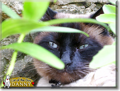 Danny, the Cat of the Day