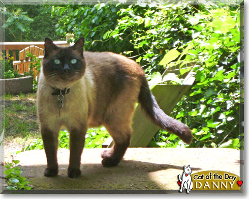 Danny, the Cat of the Day