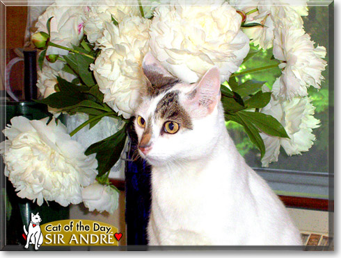 Sir André, the Cat of the Day