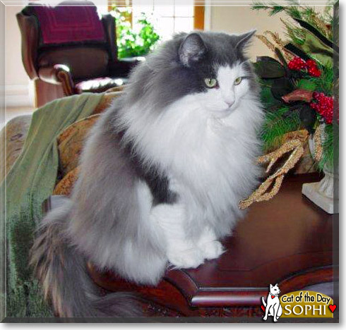 Sophi, the Cat of the Day