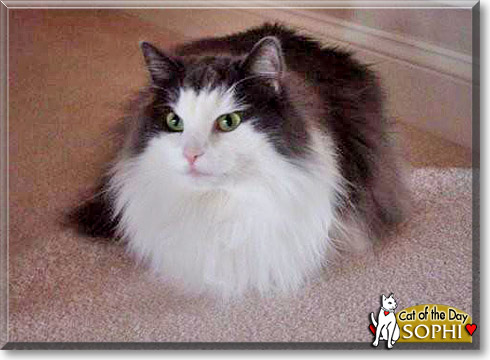 Sophi, the Cat of the Day