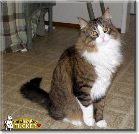 Tucker, the Cat of the Day