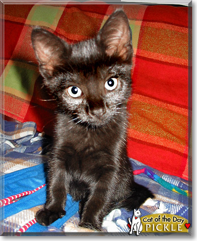 Pickle, the Cat of the Day