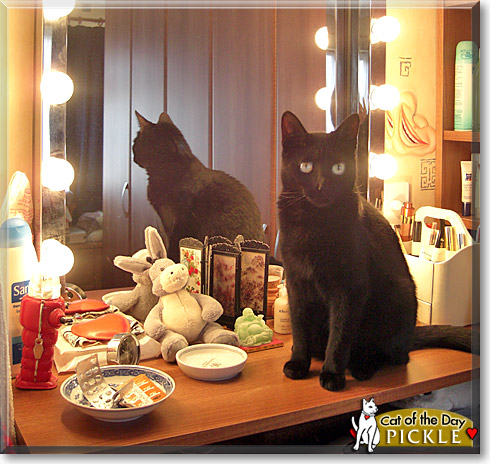 Pickle, the Cat of the Day