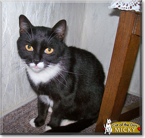 Micky, the Cat of the Day