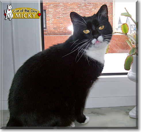 Micky, the Cat of the Day