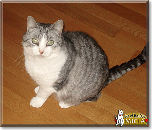 Micia, the Cat of the Day